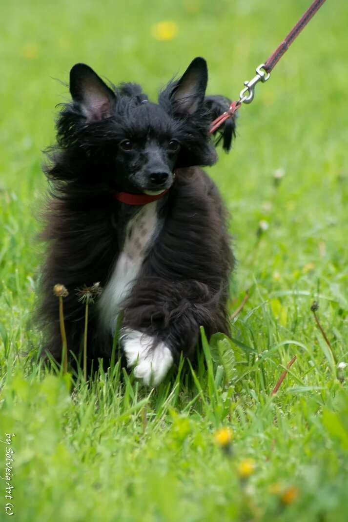 Premier Mari Tsyganka Sera