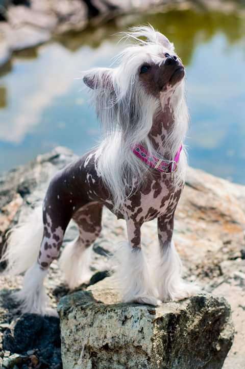 RAPSODIA z Lowickiego Ksiestwa