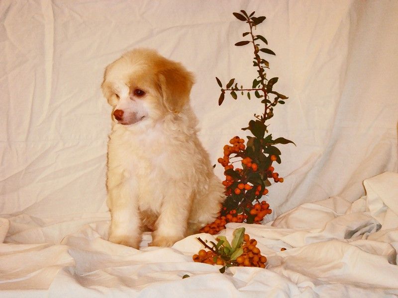 Polar Star de Fageiro