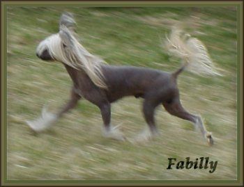 Zucci His Highness Of Oolagha