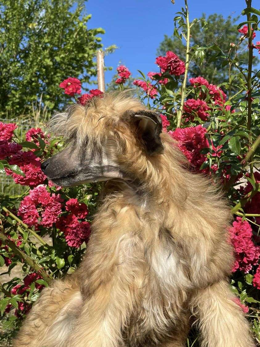 Merci La Dior Kings Of Dreams