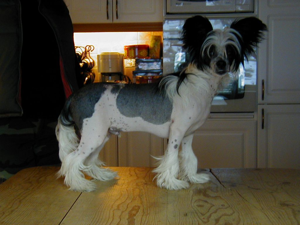 Rimabra's Kimon-Kasper