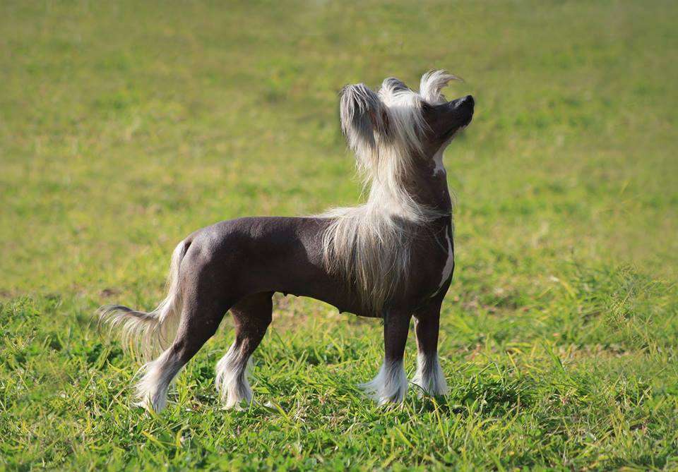 Multi Ch. Escada Elixir Von Shinbashi