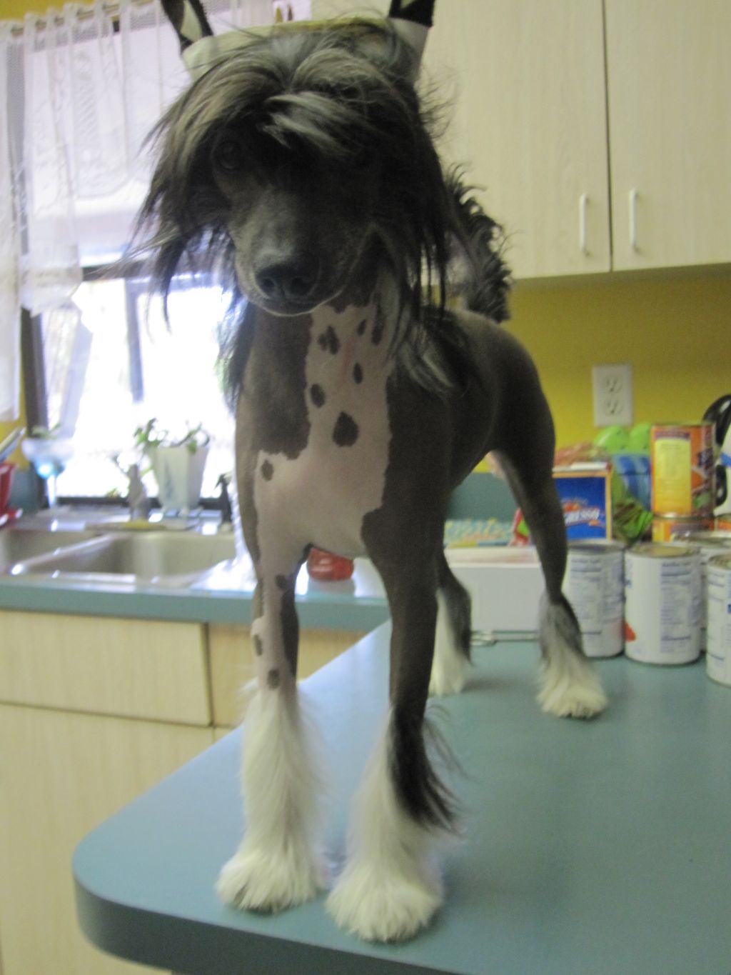 Expression- Jinx Anderson