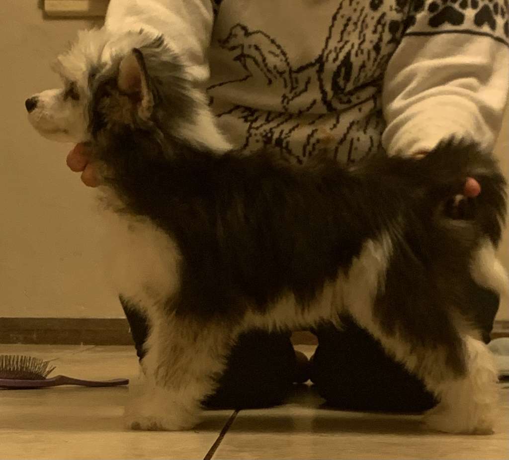 Sanyati Red Hot Reign