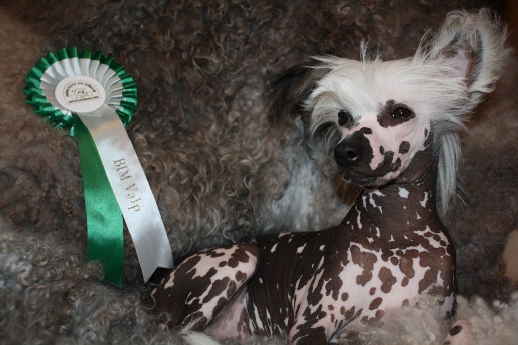 Amcockgarden's Genius Gabriel