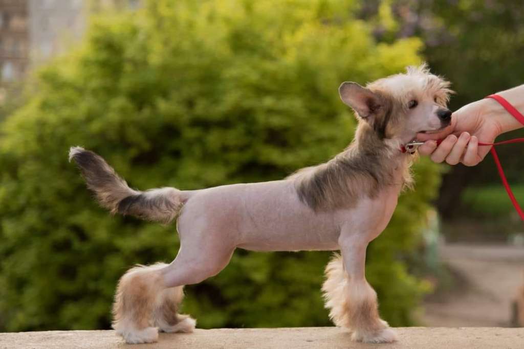 Anna Sky Kennel Fantastic Delight