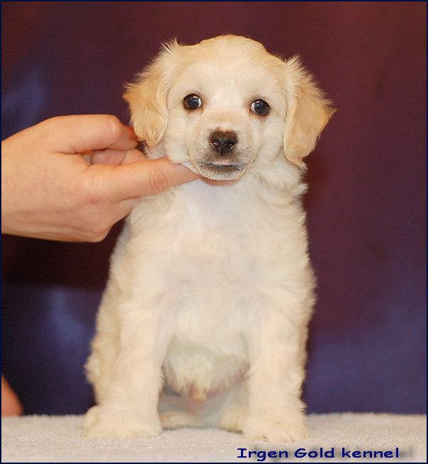 Irgen Gold Philosoph