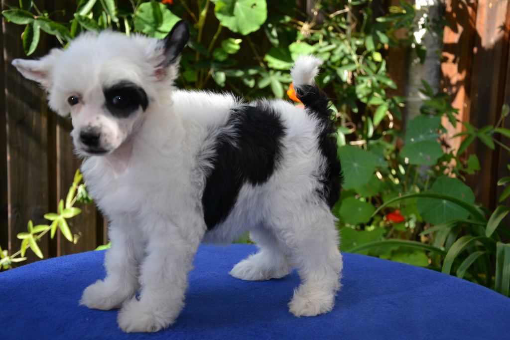 De La Mahafu's J.J. Lacinda