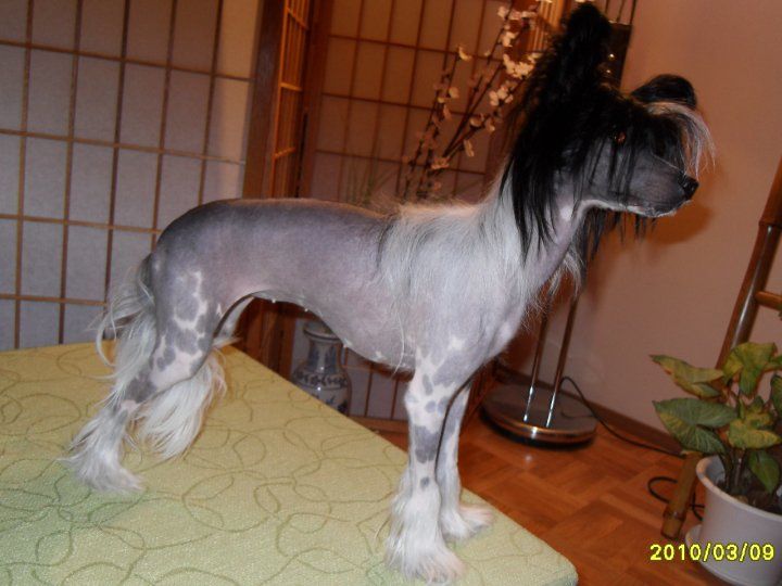 Stormblåstens Witchblade