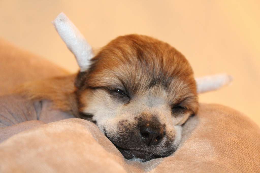 Bumblebee Il senso della mia vita