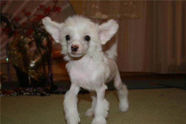 Sky Miracle Vanilla Ice