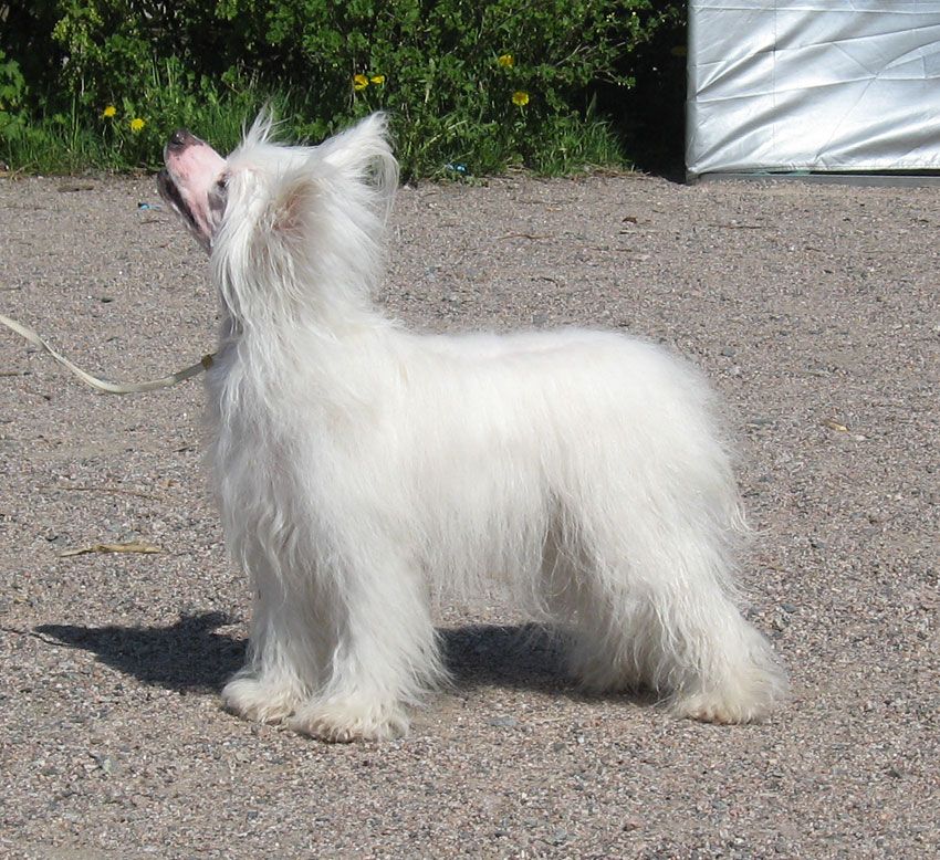 Stormblåstens Kisses In Mist