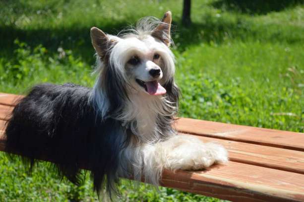 Ogni Stolitsy Glamour Miss