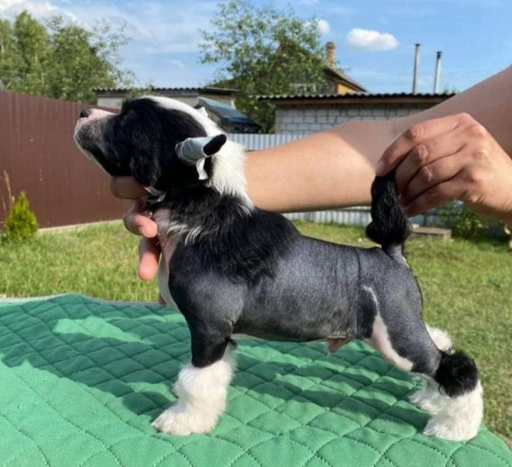 Sol'tanto Amour Secret