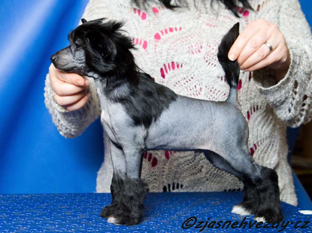 Mustang z Jasne hvezdy