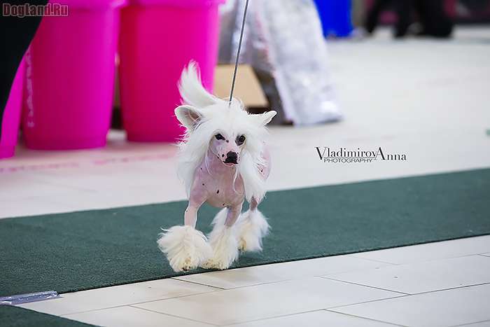 Jean Dark Always and Forever