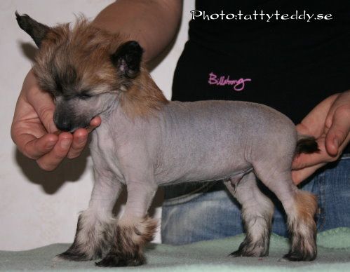 Bai Long's Eager For Fame