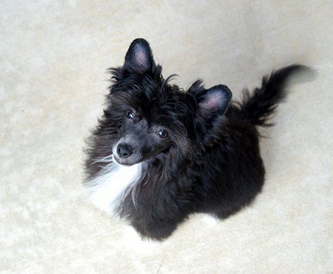 Wickhaven Everlasting