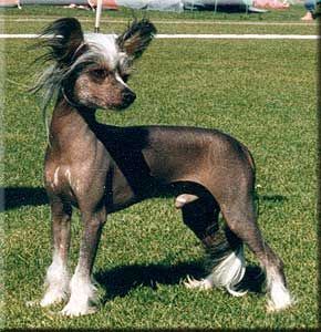 Sea Fire's Bobby Soxs