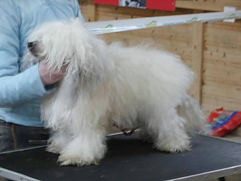 Secret Line's Highlander