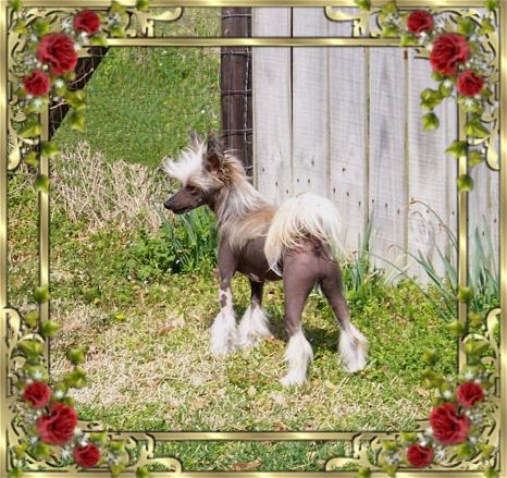 Premier Woodcrest Moulan Rouge