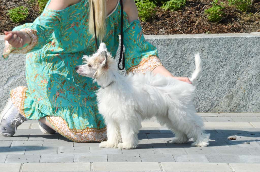 Sukansyöjän Cuddle Puff