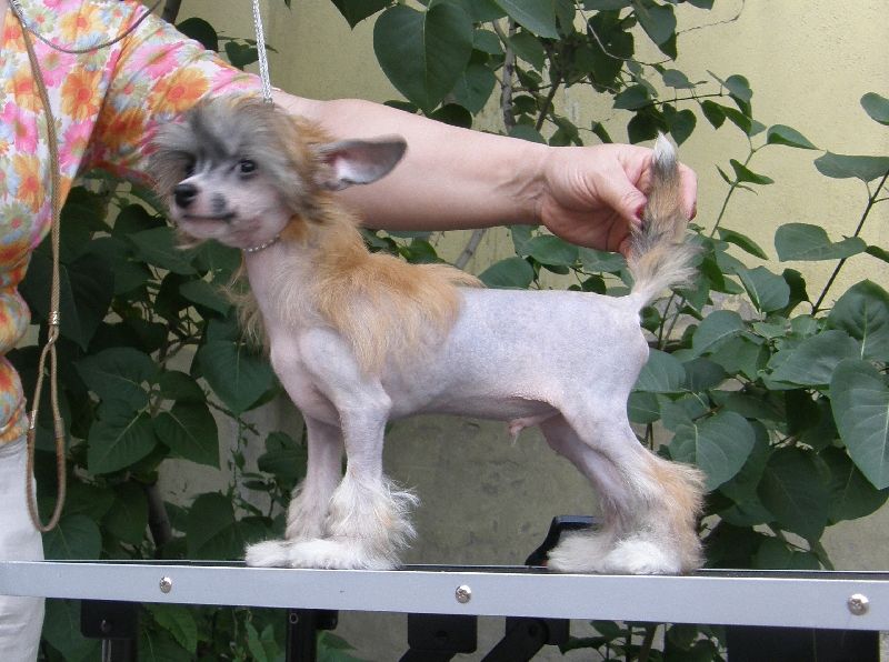 Gallurius Venetian Jewels