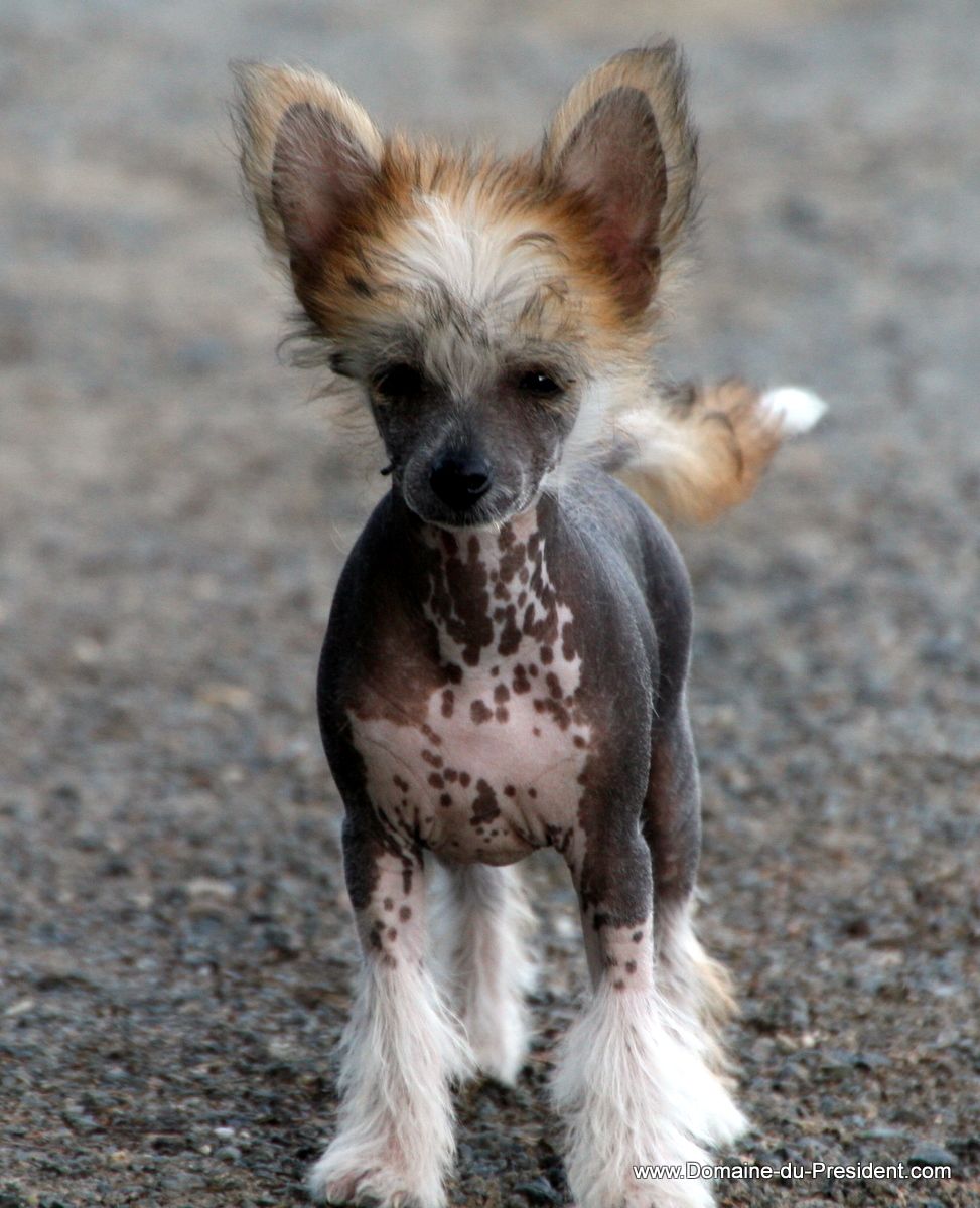 Gunhilda of Gorsemoor du Domaine du Président