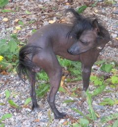 Pescatores Starwars Yoda