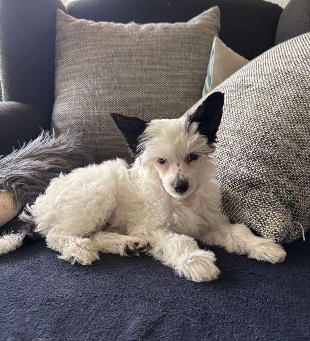 Crazy Cresteds Nuka LeFreak