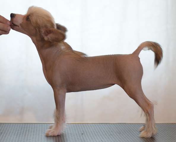 Artic Flyer's Just Love Life