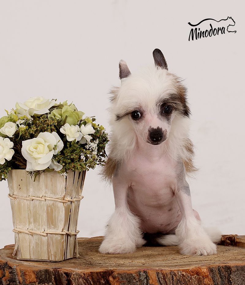 Istina Life Minodora