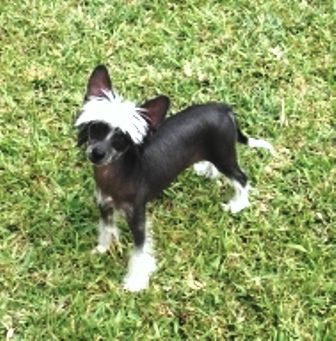 Tapscott's Midnite Fantasy