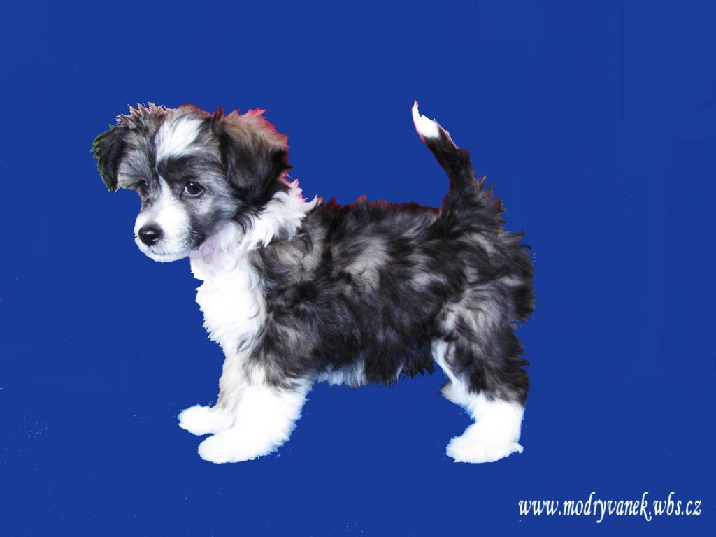 Babuyan Channel  Modry vanek