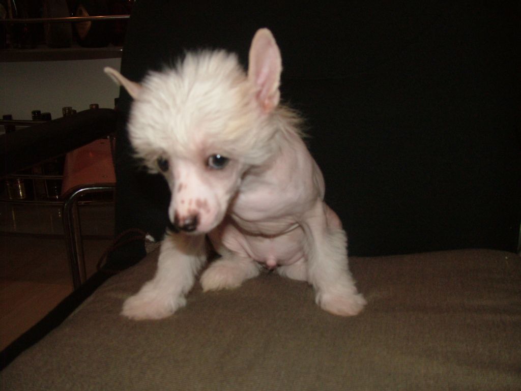 Carlo von Cinese Lily