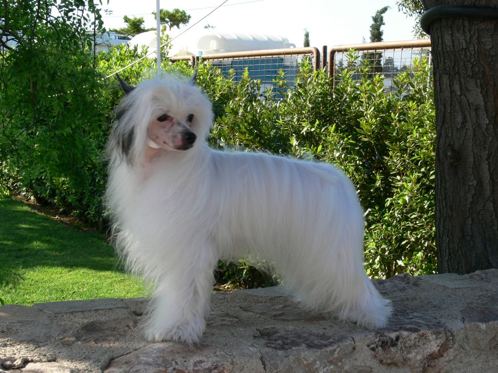 Stars at Sea Fallen Angel