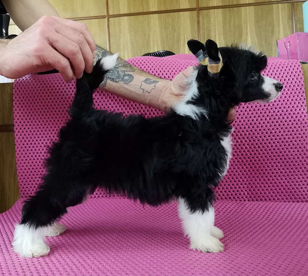 Chicavallo Bailays Hot Shot