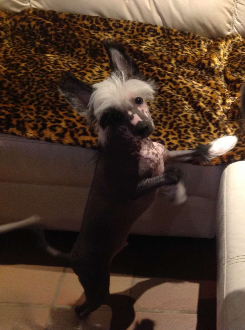 Classy Old Ox by Little Jade