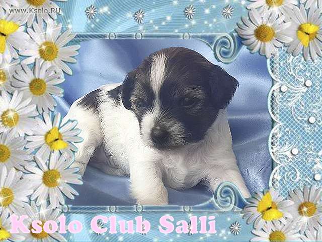 Ksolo Club Salli