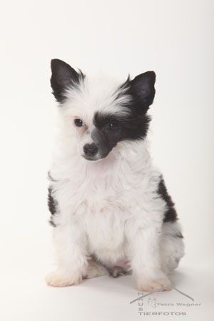 Amazing Angel Baby of Candymoor Castle