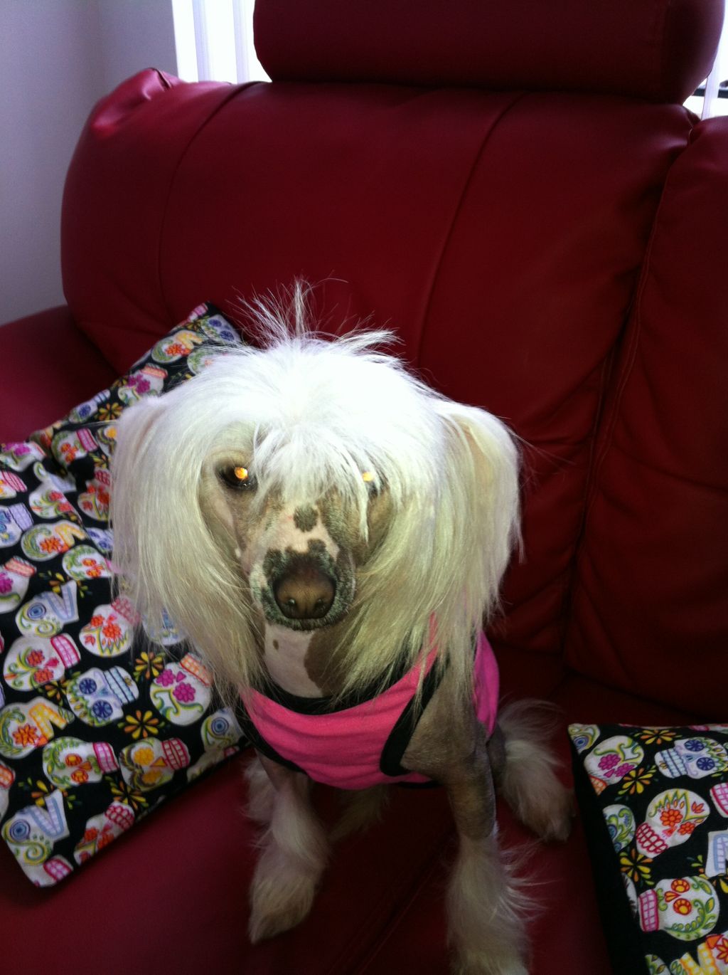 Poshsox Frilly Knickers