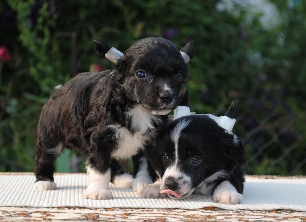 Flen Ulisse For Clan Timurlana Dom Risorto