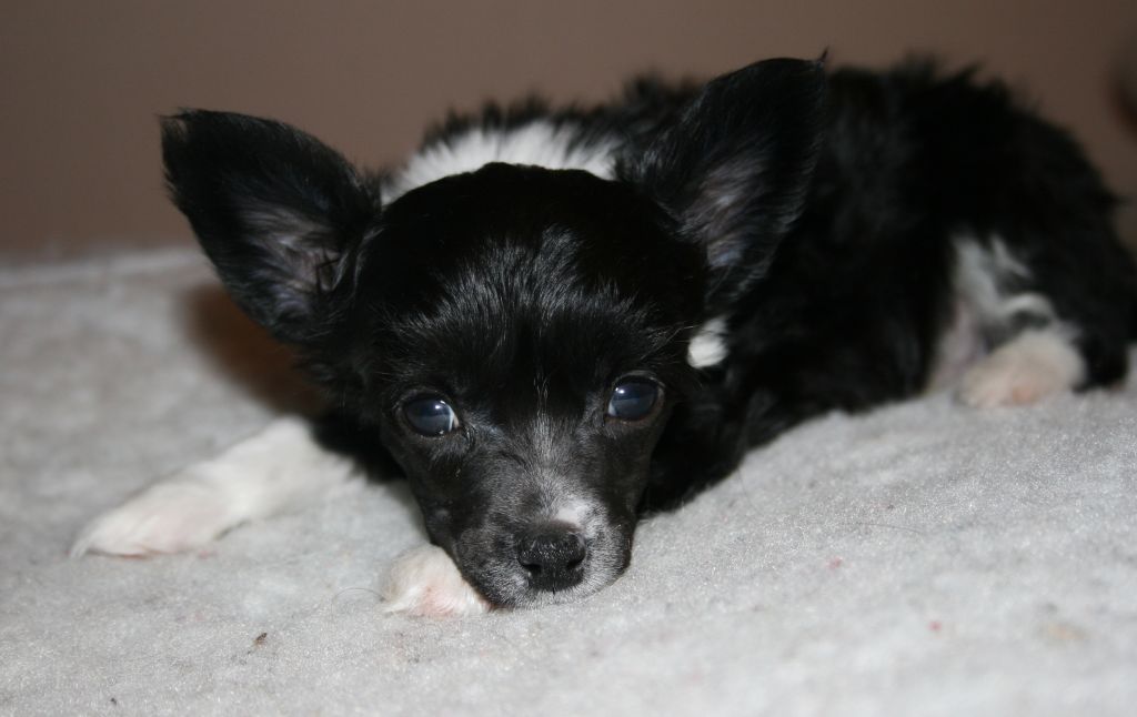 Pascal Palantino Avrina