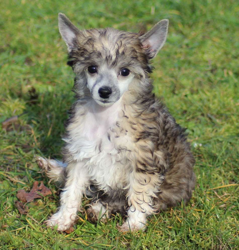 Something Else Santos