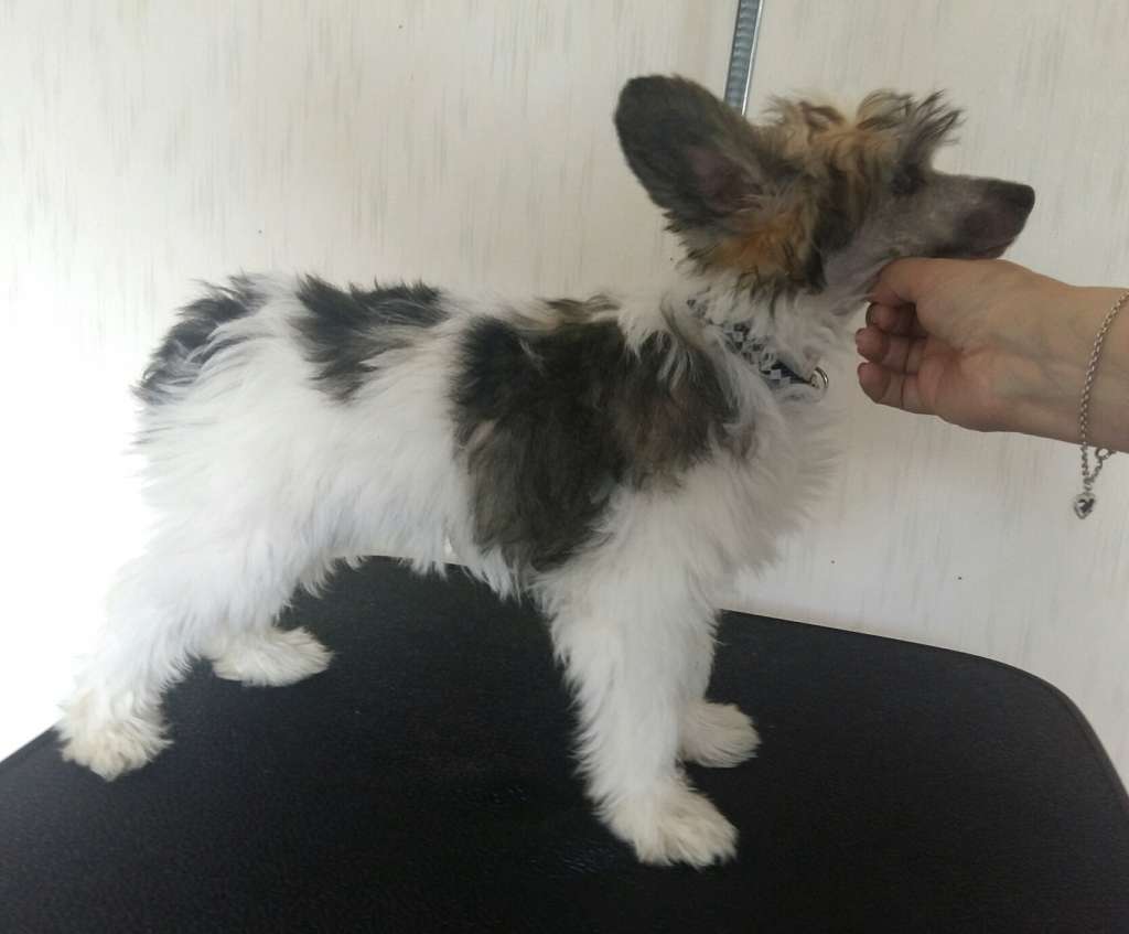 Herttileidin Aiet O Ihana