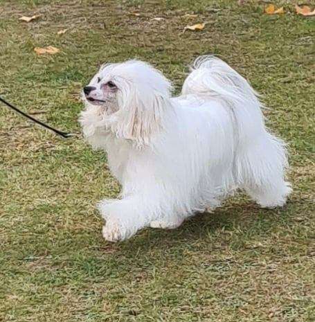 Koreke Tiffanys Moon River