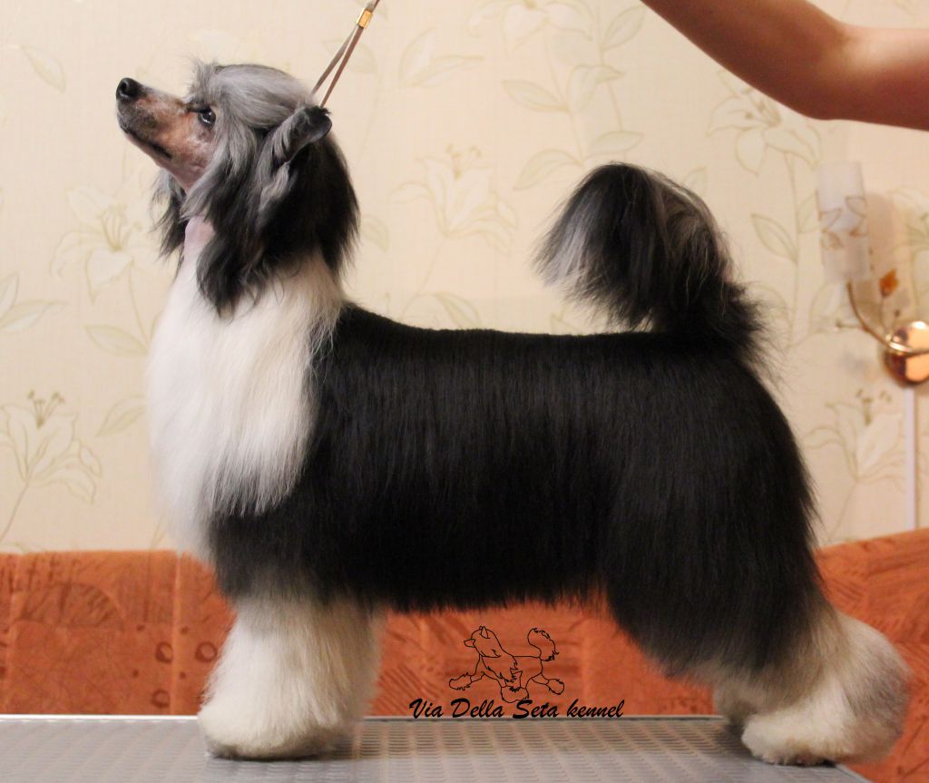 Via Della Seta Arte Fantastico