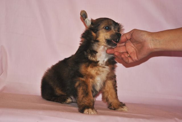 Grand Sunlife Kreol Dag