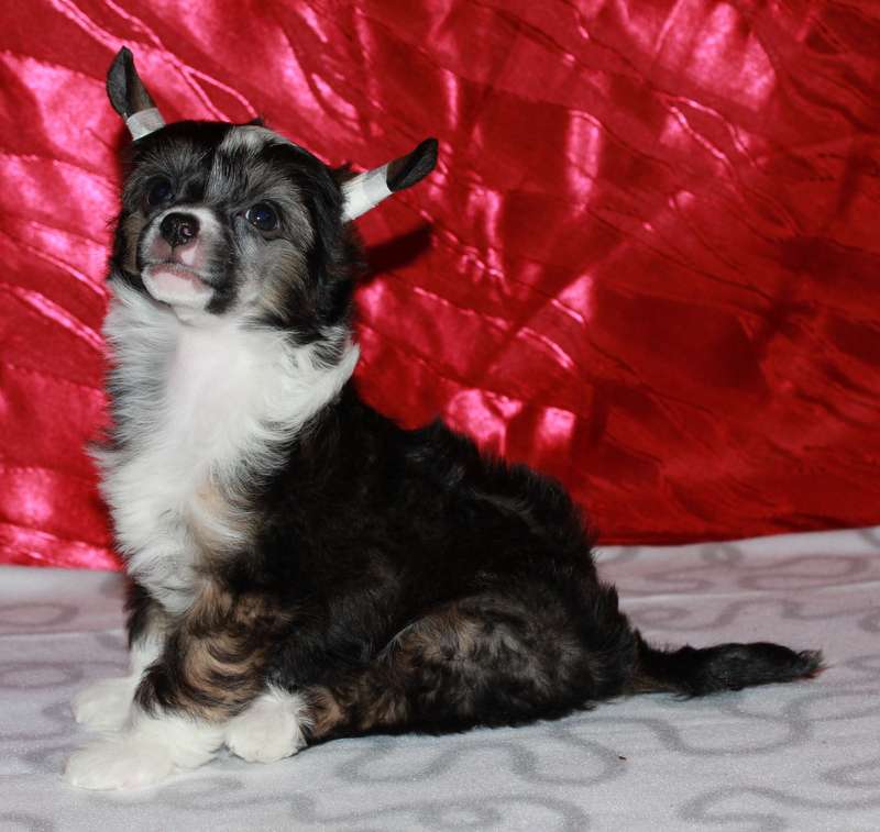 Venona Meaning Of My Lie